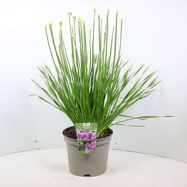 Picture of ALLIUM MILLENIUM