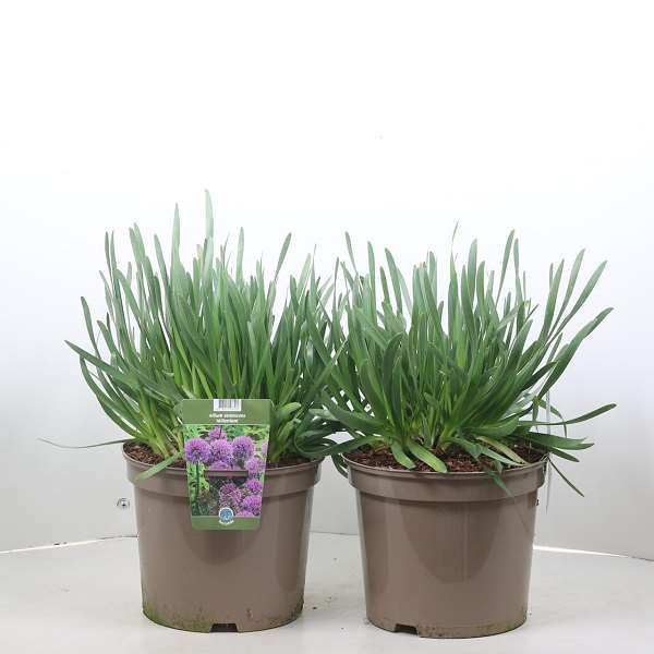 Picture of Allium millenium