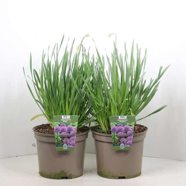 Picture of Allium millenium