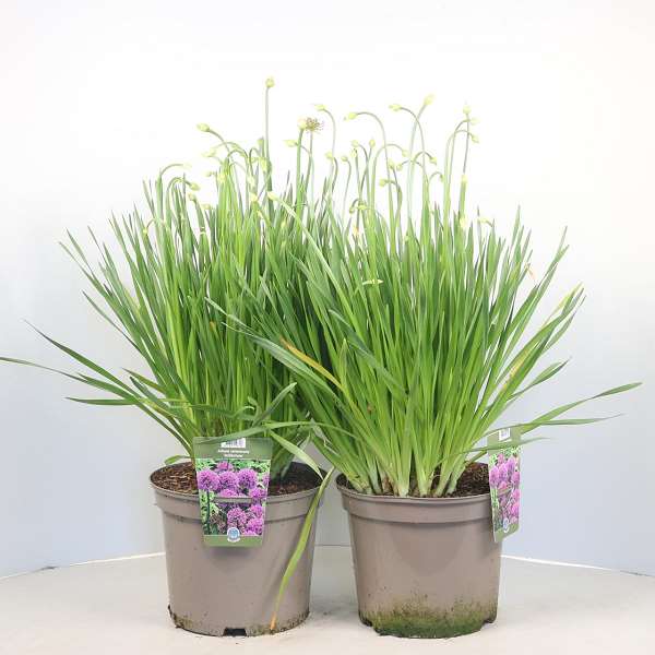 Picture of Allium millenium