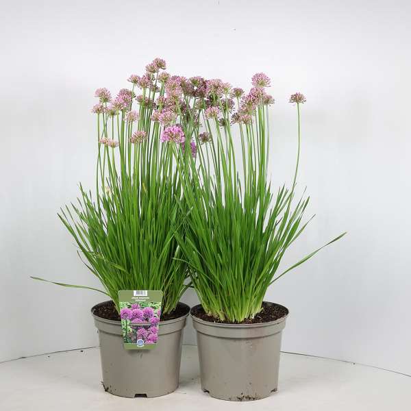 Picture of Allium millenium