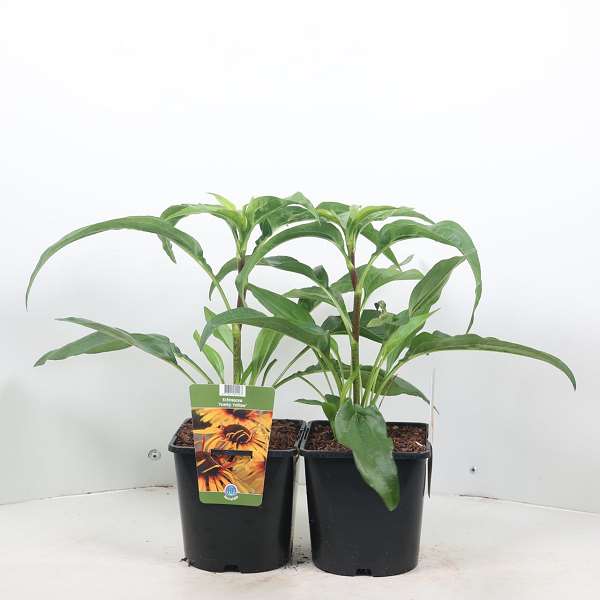 Picture of ECHINACEA PURPUREA FUNKY YELLOW