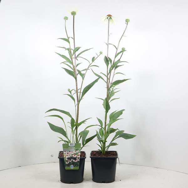Picture of ECHINACEA PURPUREA PRETTY PARASOLS