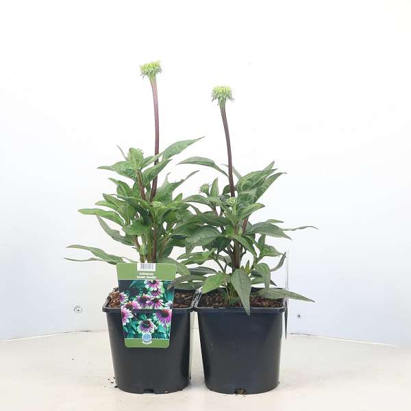 Picture of Echinacea purpurea sweet sandia