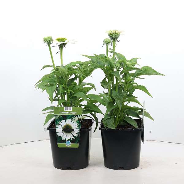 Picture of ECHINACEA  VIRGIN