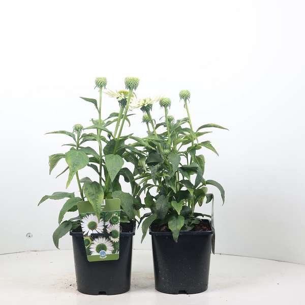 Picture of ECHINACEA  VIRGIN