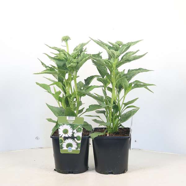 Picture of Echinacea purpurea virgin