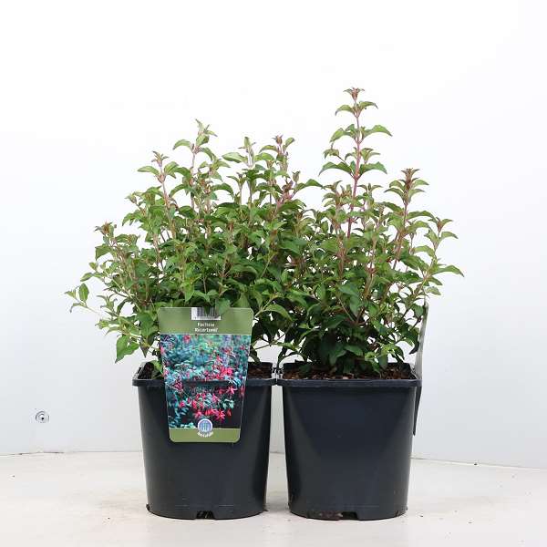 Picture of FUCHSIA MAGELLANICA RICCARTONII