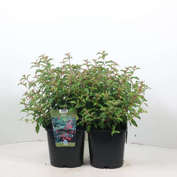 Picture of FUCHSIA MAGELLANICA RICCARTONII
