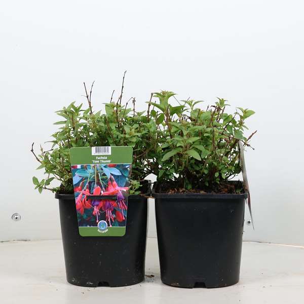 Picture of FUCHSIA TOM THUMB