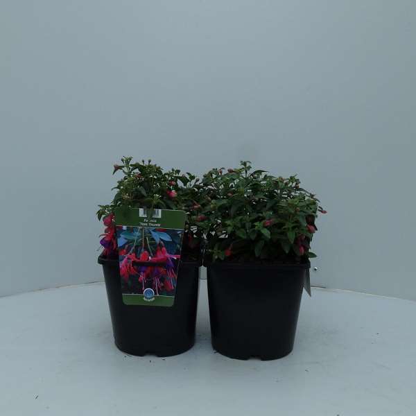 Picture of FUCHSIA TOM THUMB