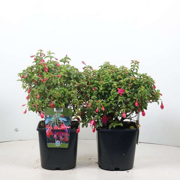 Picture of FUCHSIA TOM THUMB
