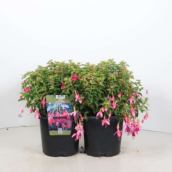 Picture of Fuchsia tom thumb