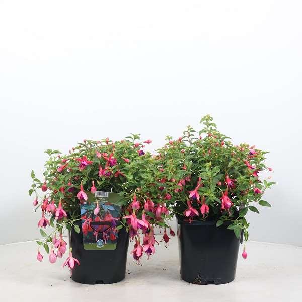 Picture of FUCHSIA TOM THUMB