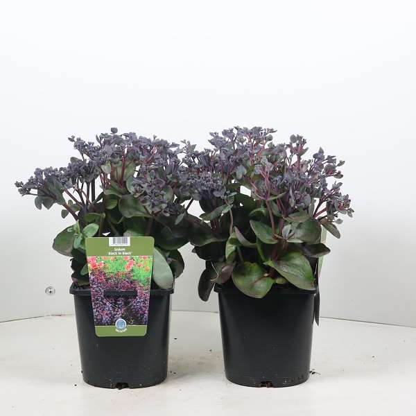 Picture of SEDUM BACK IN BLACK