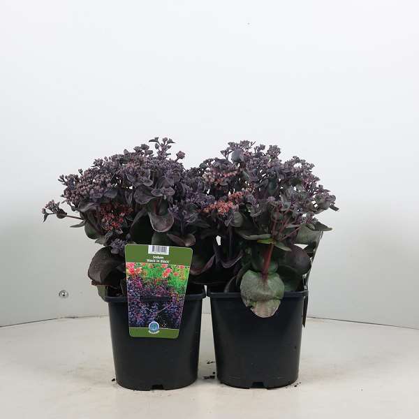 Picture of Sedum back in black