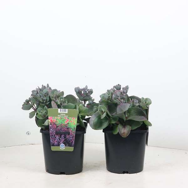 Picture of SEDUM BACK IN BLACK