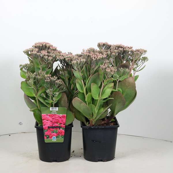 Picture of Sedum class act