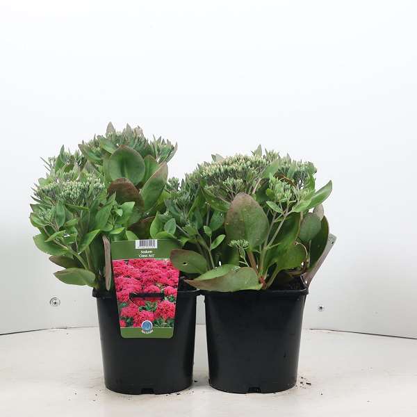 Picture of SEDUM CLASS ACT