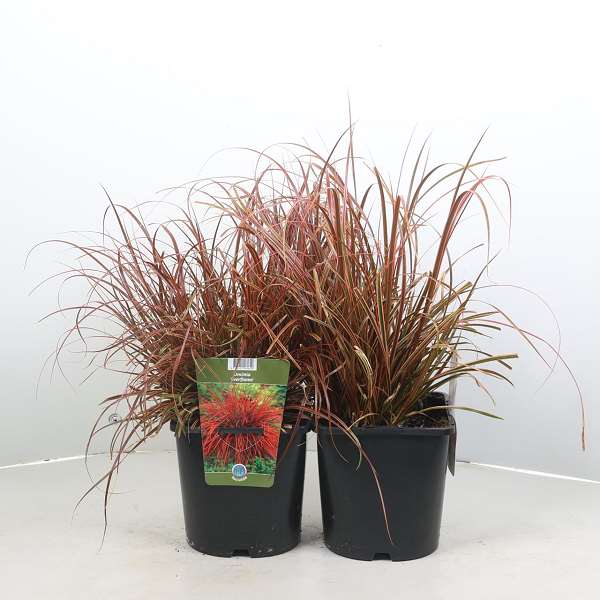Picture of Uncinia rubra everflame