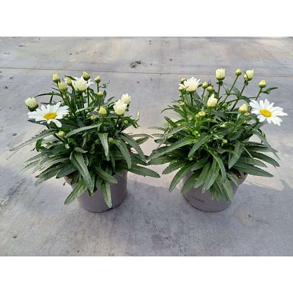 Picture of LEUCANTHEMUM