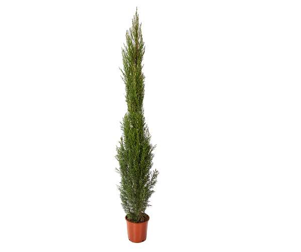 Picture of CUPRESSUS SEMPERVIRENS C5L