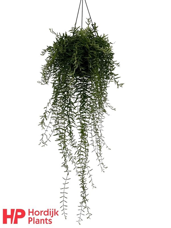 Picture of Aeschynanthus green star in hanging basket