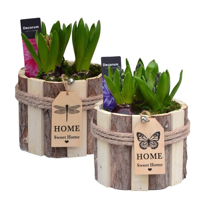 Picture of HYACINTHUS 03BULBS WOODEN POT