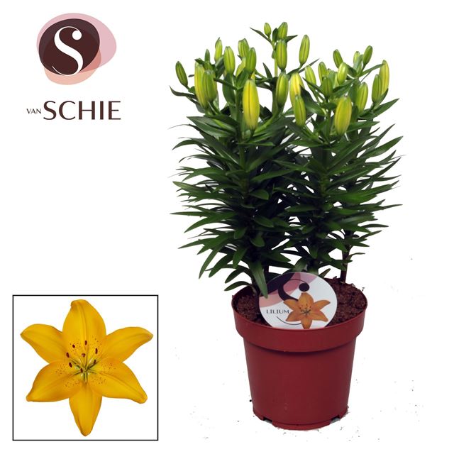 Picture of Lilium asiatic yellow pixie