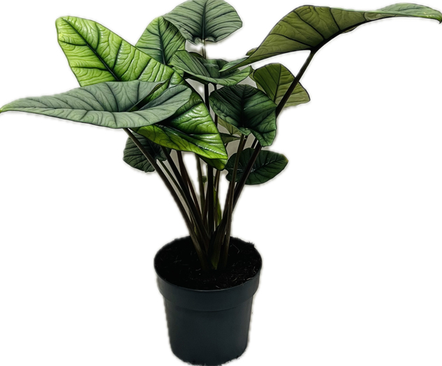 Picture of ALOCASIA PLATINUM