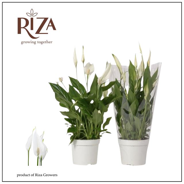 Picture of SPATHIPHYLLUM CHOPIN