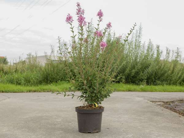 Picture of SYRINGA VULGARIS RED PIXIE