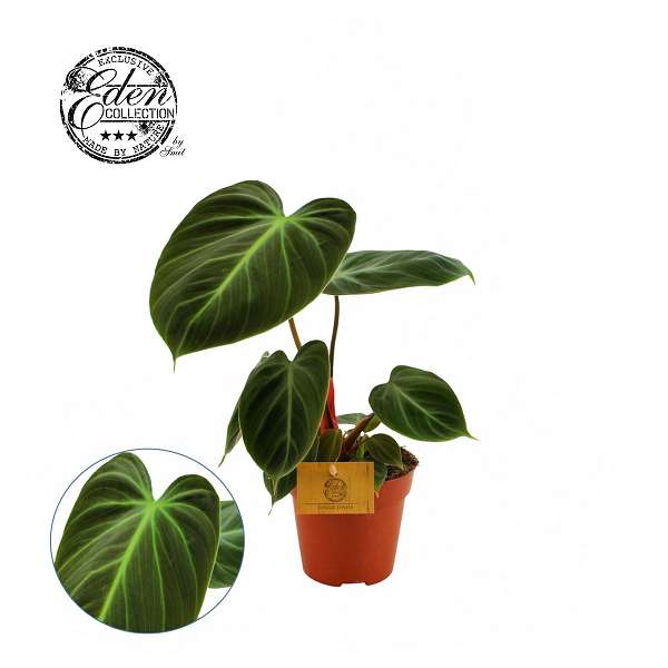 Picture of PHILODENDRON CHOCO RED