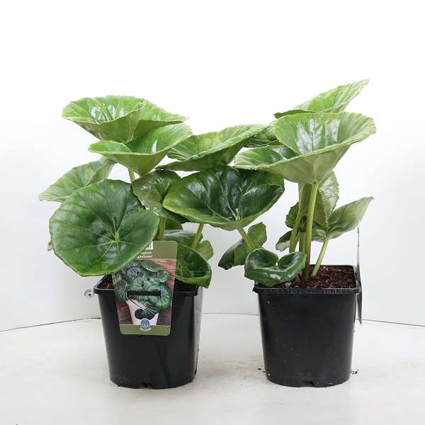 Picture of FARFUGIUM JAPONICUM VAR. GIGANTEUM