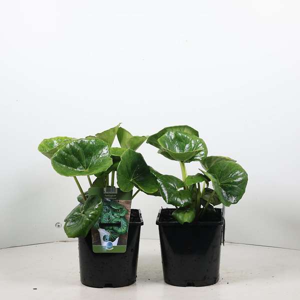 Picture of Farfugium japonicum var  giganteum