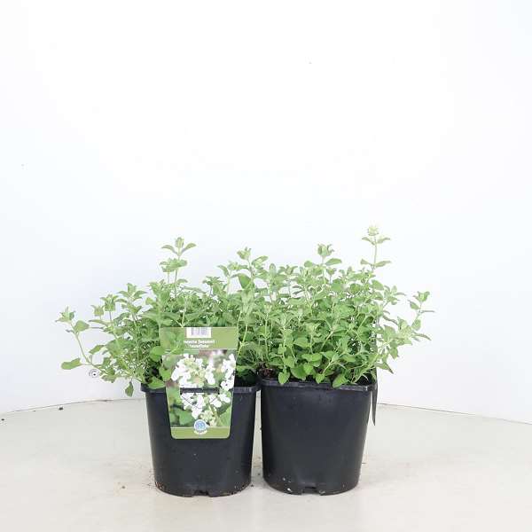 Picture of Nepeta faassenii snowflake