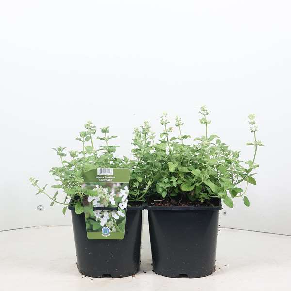 Picture of Nepeta faassenii snowflake
