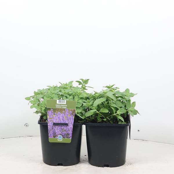Picture of NEPETA GRANDIFLORA SUMMER MAGIC