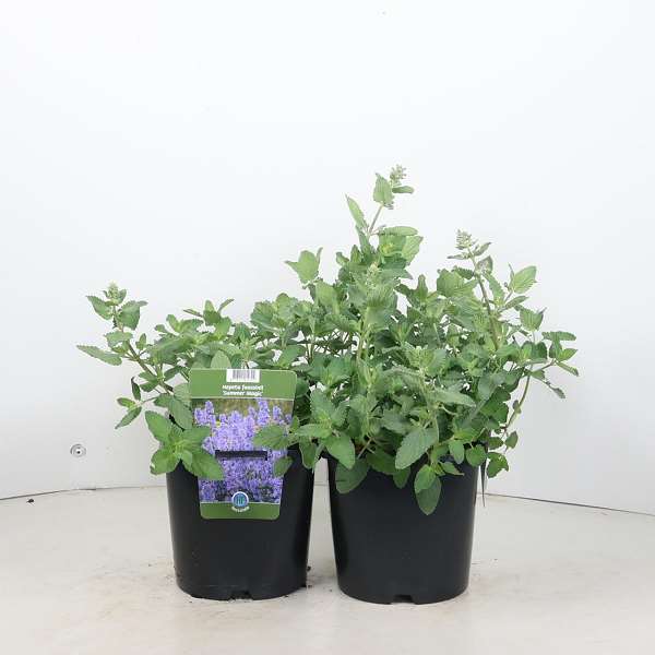 Picture of Nepeta grandiflora summer magic