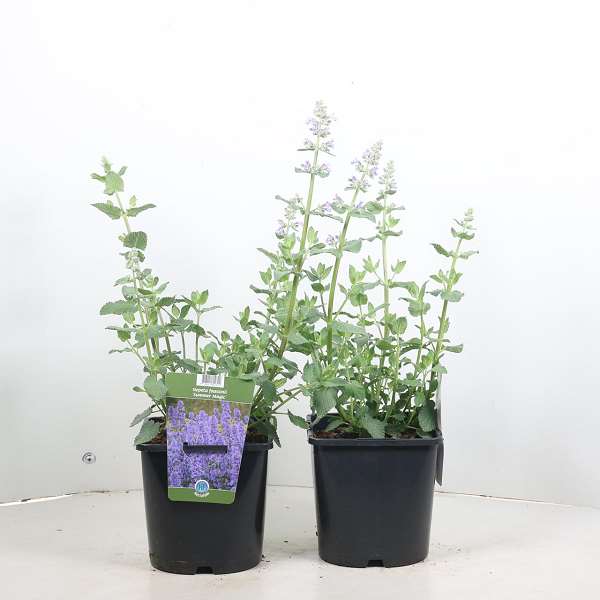 Picture of Nepeta grandiflora summer magic