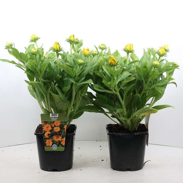 Picture of RUDBECKIA HIRTA SUNBECKIA OPHELIA