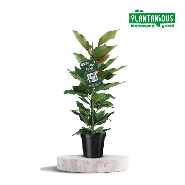 Picture of FICUS BENGHALENSIS JOY