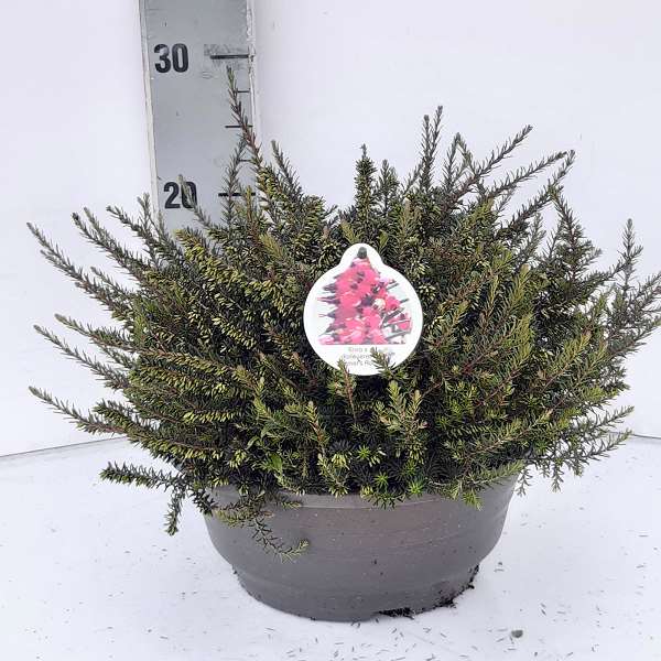 Picture of ERICA DARLEYENSIS IN BOWL