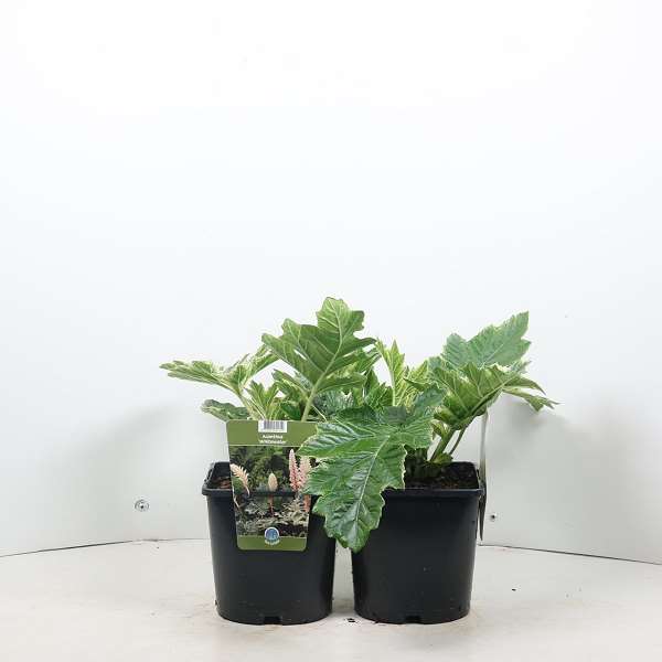 Picture of ACANTHUS WHITEWATER