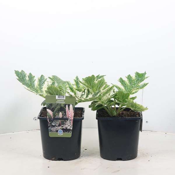 Picture of ACANTHUS WHITEWATER
