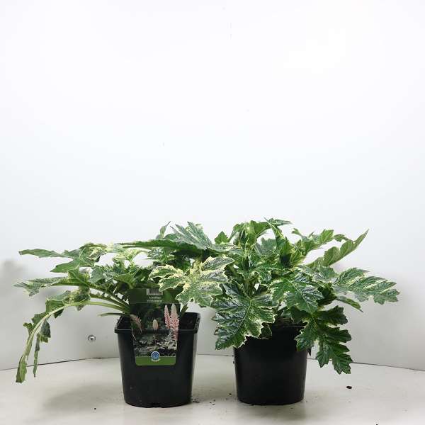 Picture of ACANTHUS WHITEWATER