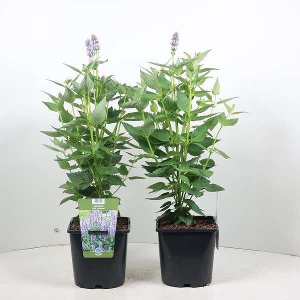 Picture of AGASTACHE BLUE FORTUNE