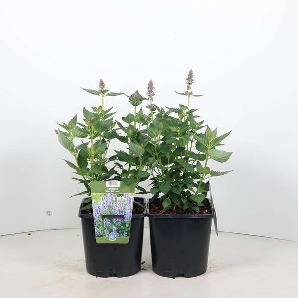 Picture of Agastache blue fortune