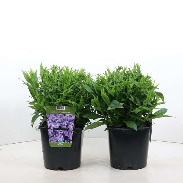 Picture of ASTER DUMOSUS WOOD'S PURPLE