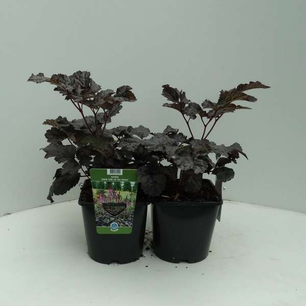 Picture of ASTILBE DARK SIDE OF THE MOON